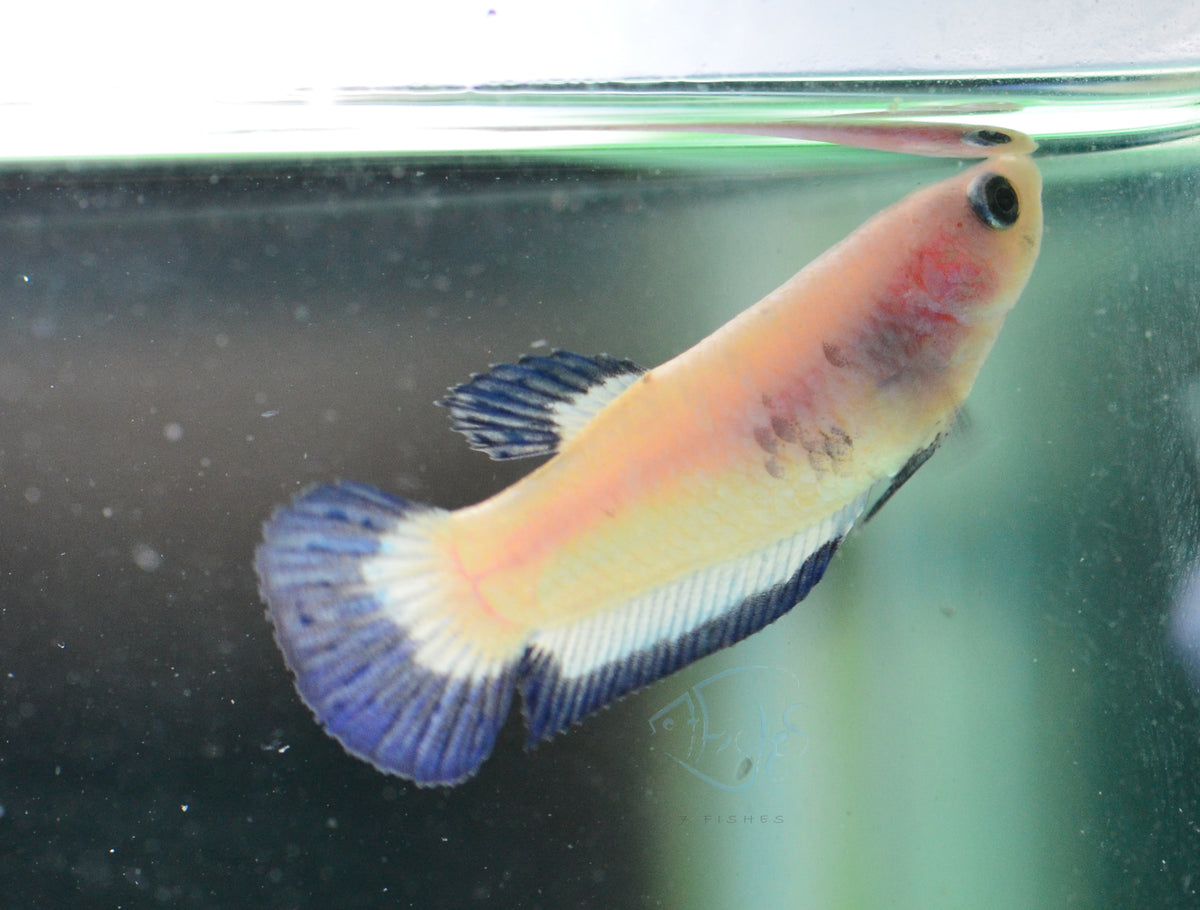 Blue Rim Plakat Female
