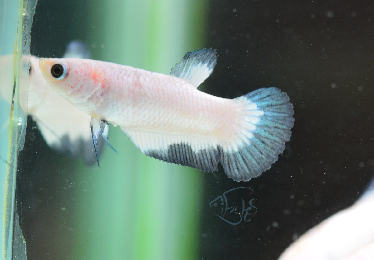 Blue Rim Plakat Female