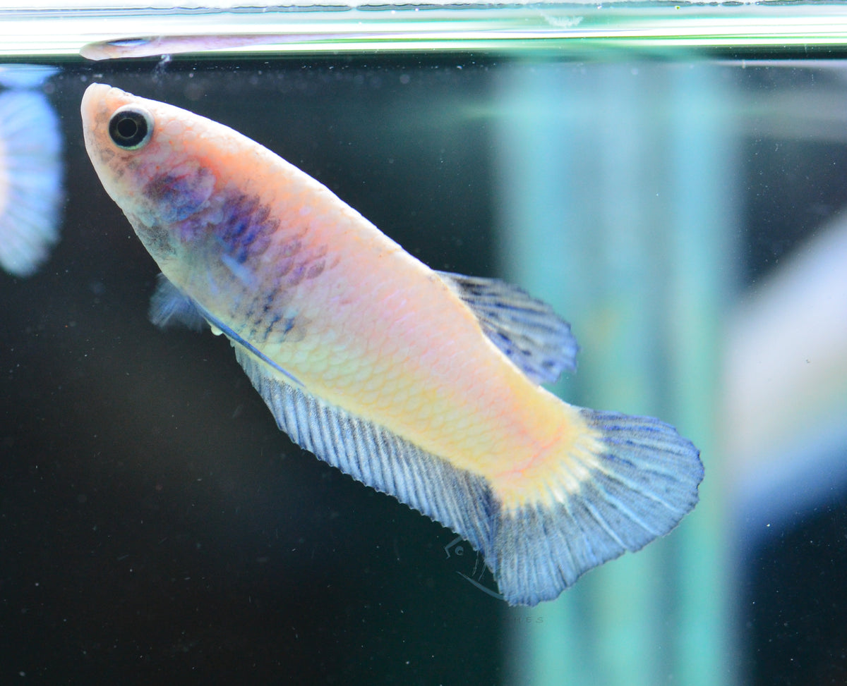 Blue Rim Plakat Female