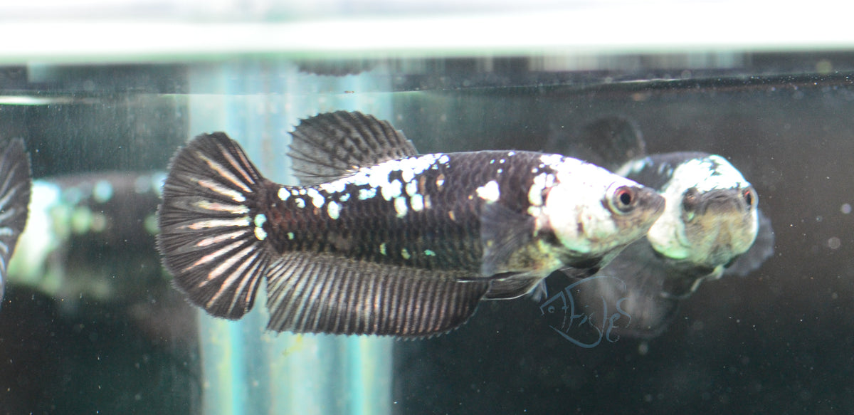 Black Samurai HMPK Female