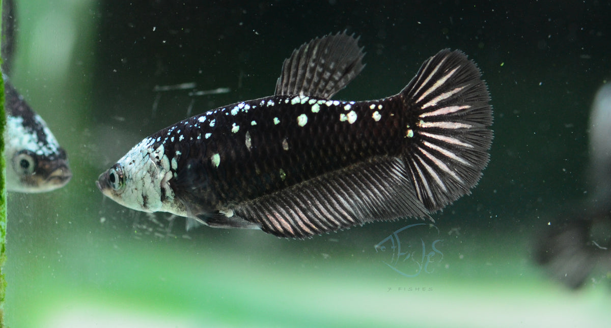 Black Samurai HMPK Female