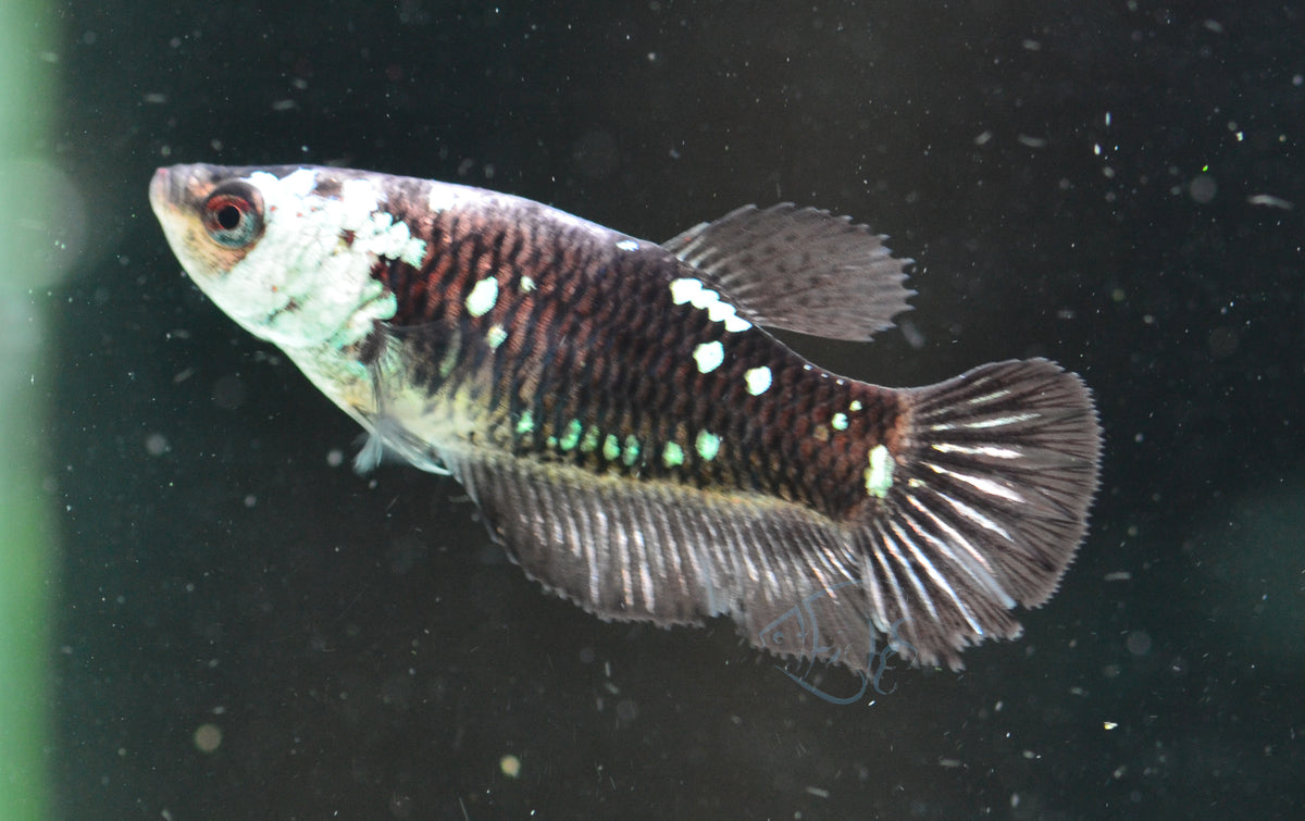 Black Samurai HMPK Female