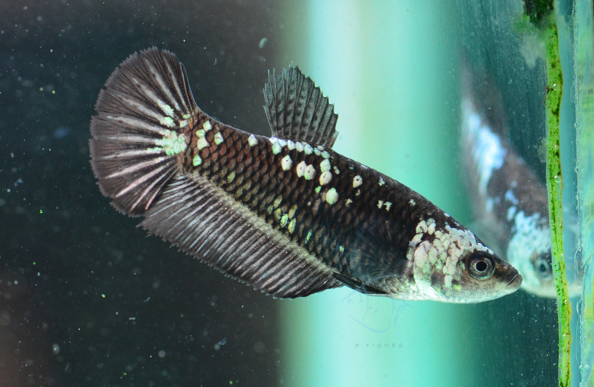 Black Samurai HMPK Female