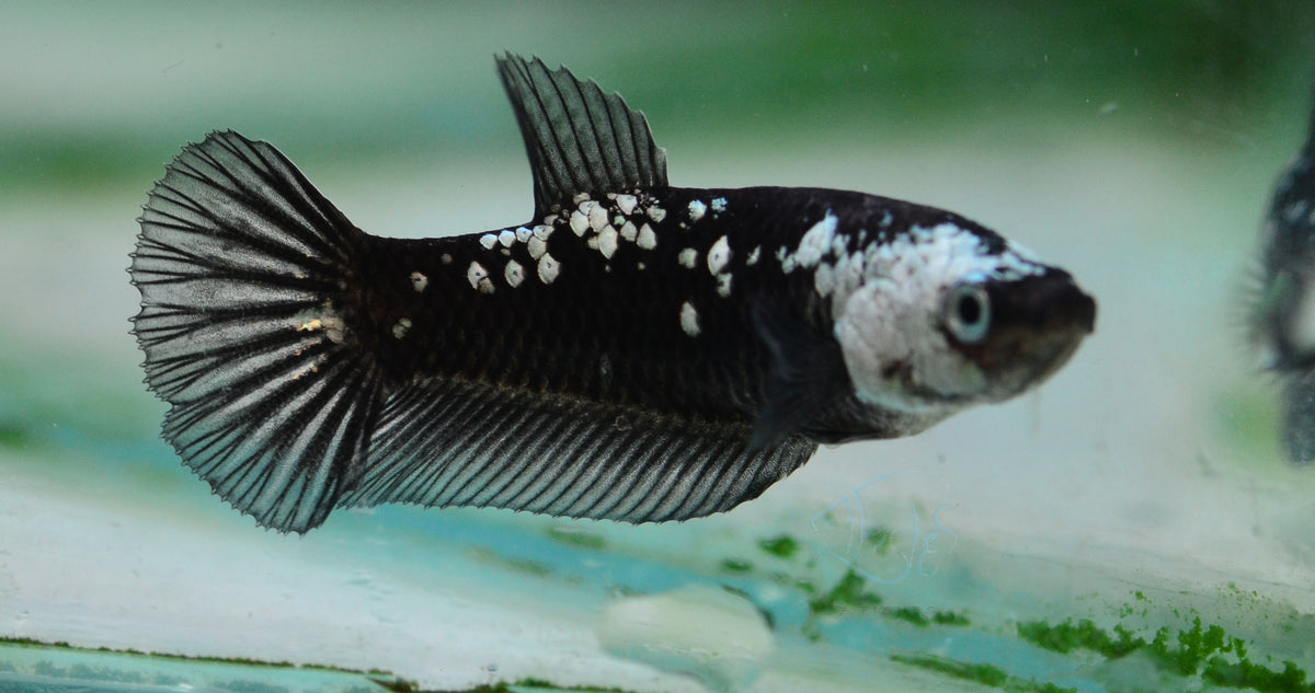 Black Samurai HMPK Female