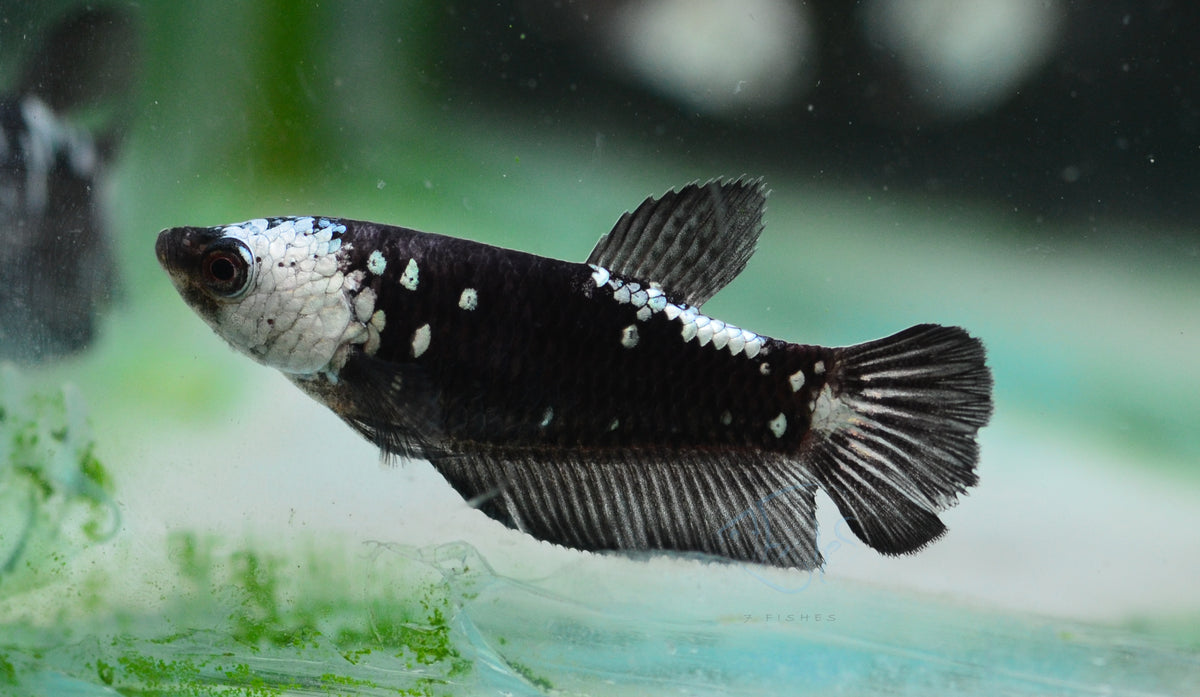 Black Samurai HMPK Female
