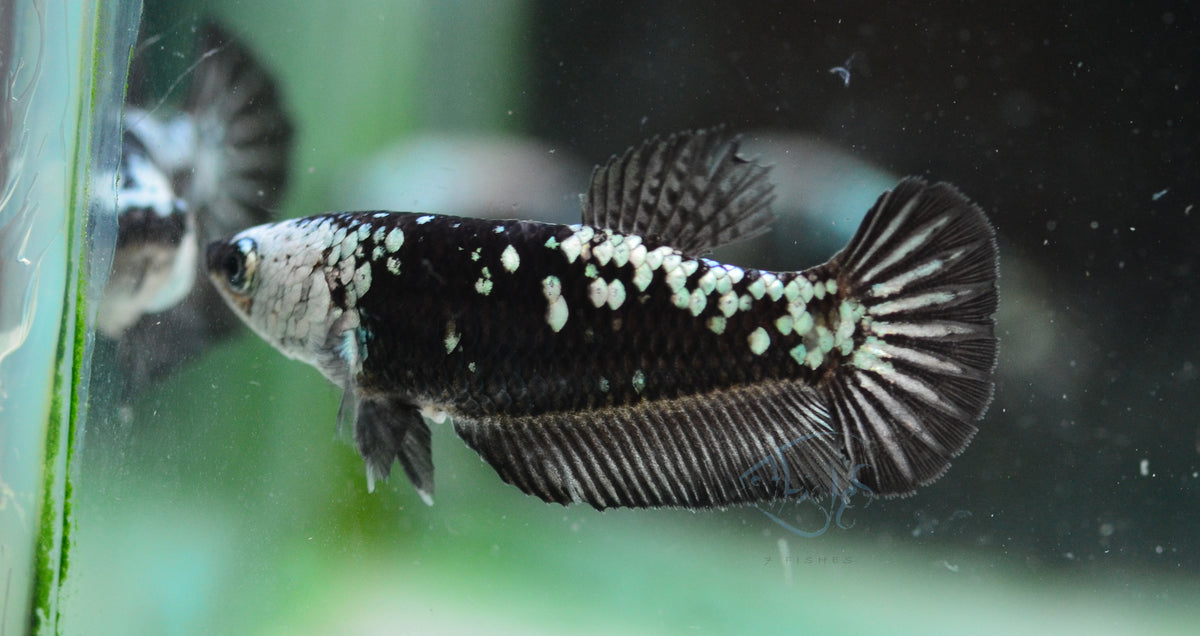 Black Samurai HMPK Female