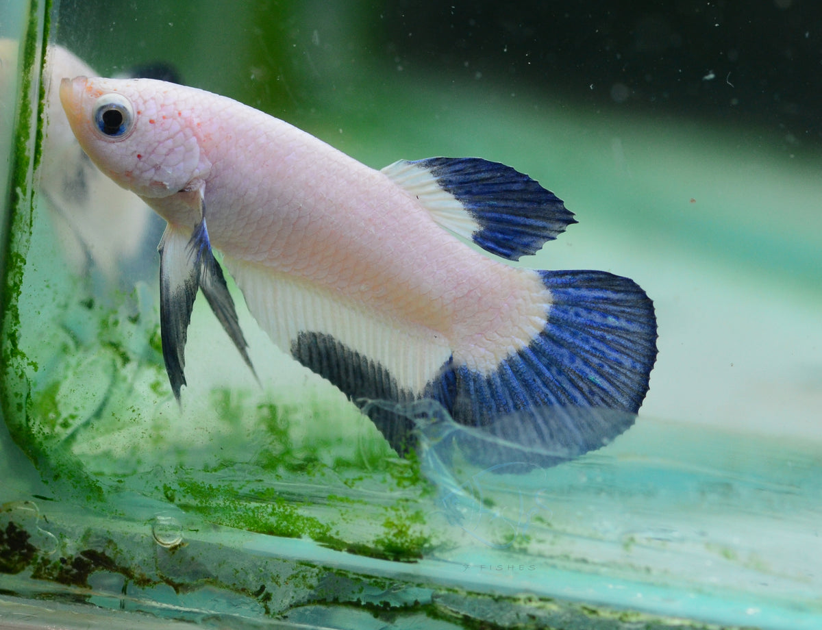 Blue Rim Plakat Male