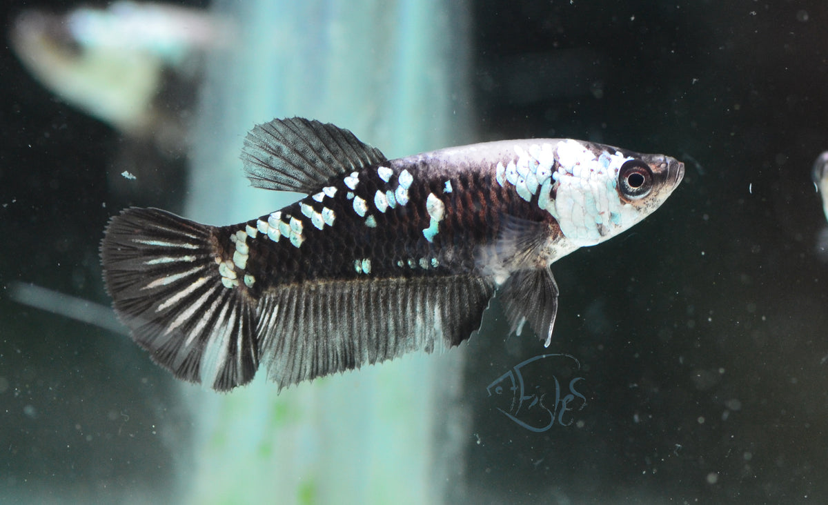 Black Samurai HMPK Female