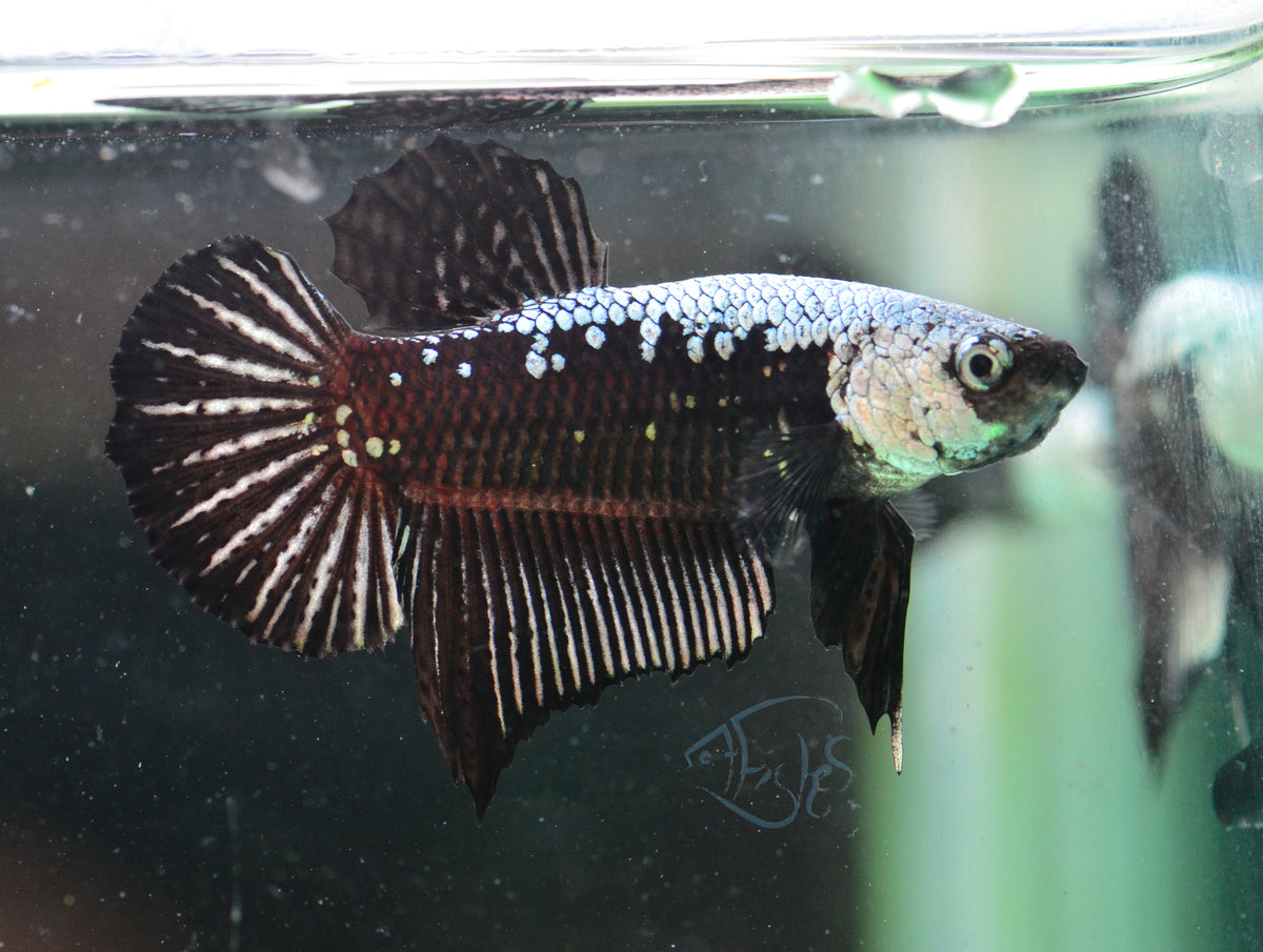 Black Samurai HMPK Male