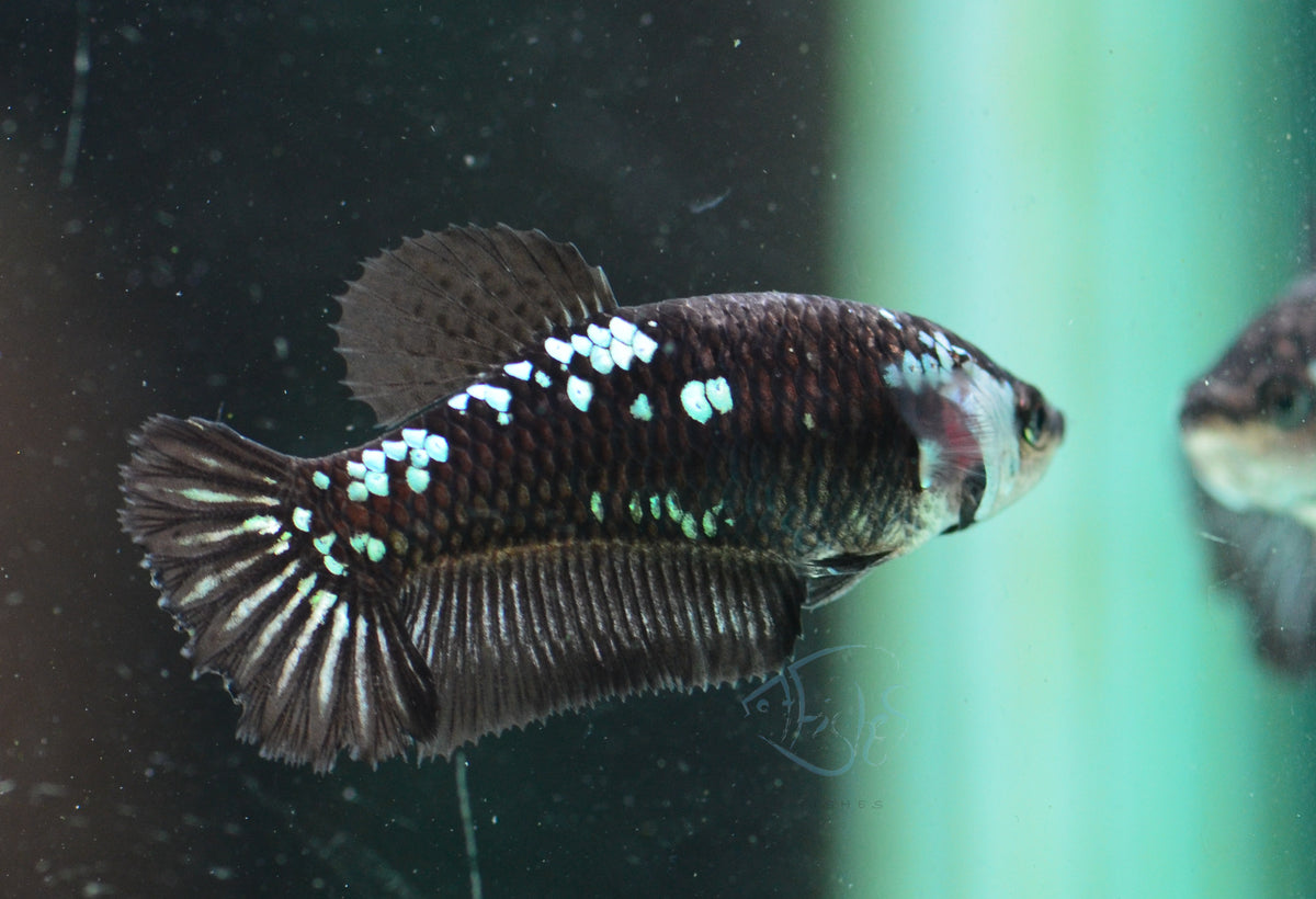 Black Samurai HMPK Female