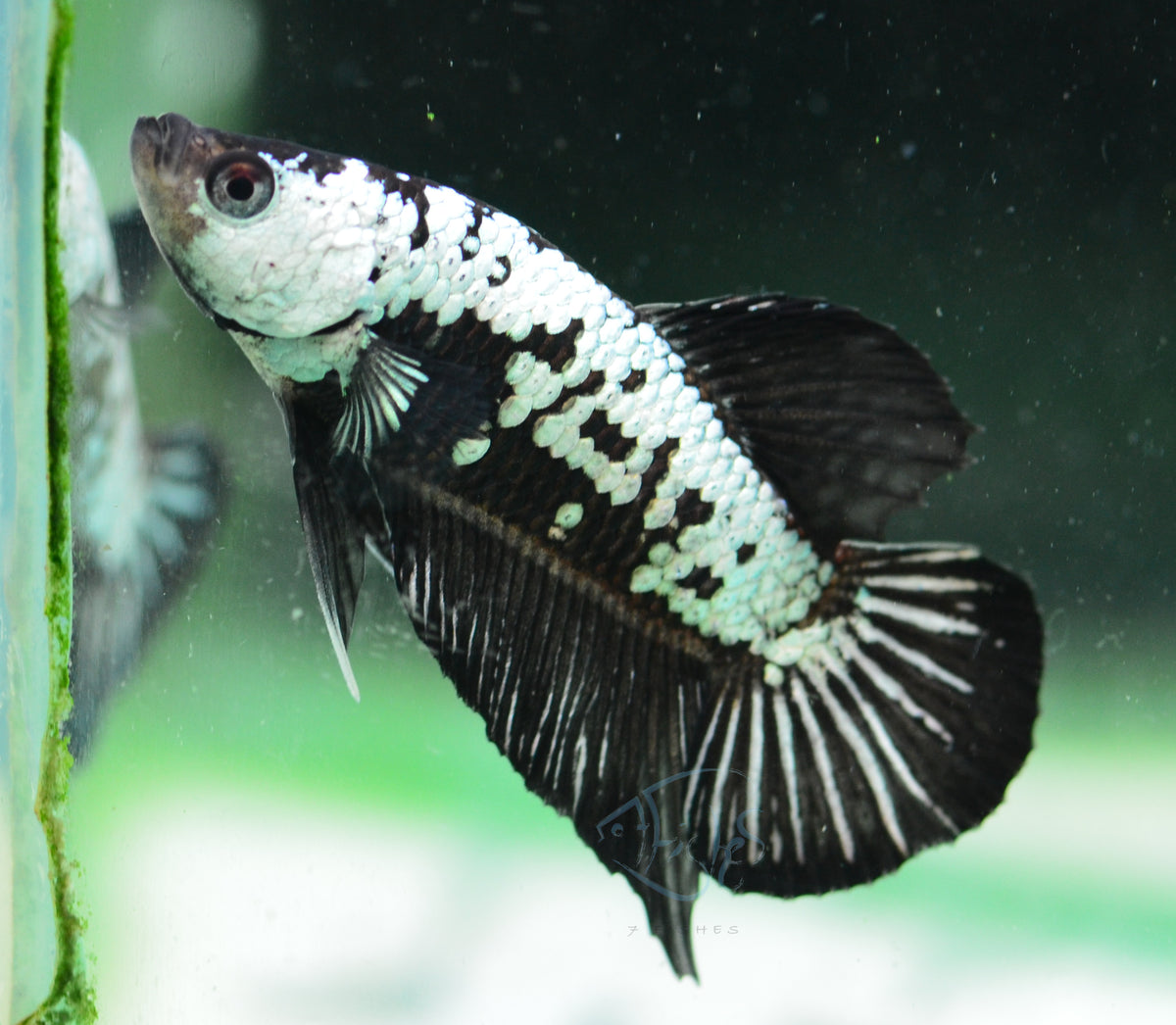 Black Samurai HMPK Male
