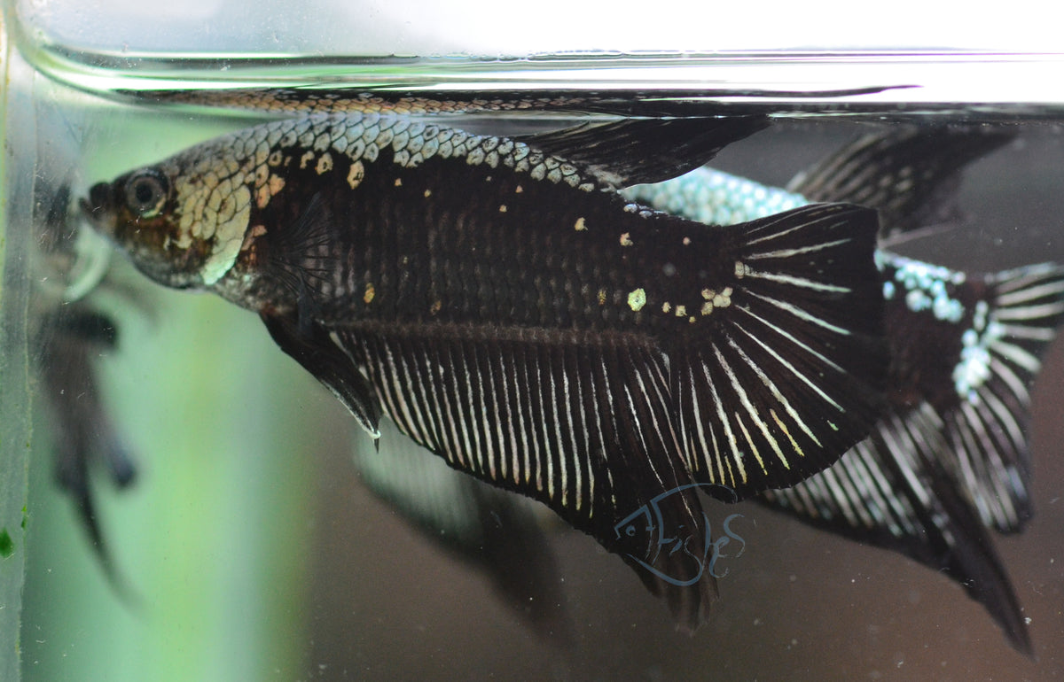 Black Samurai HMPK Male