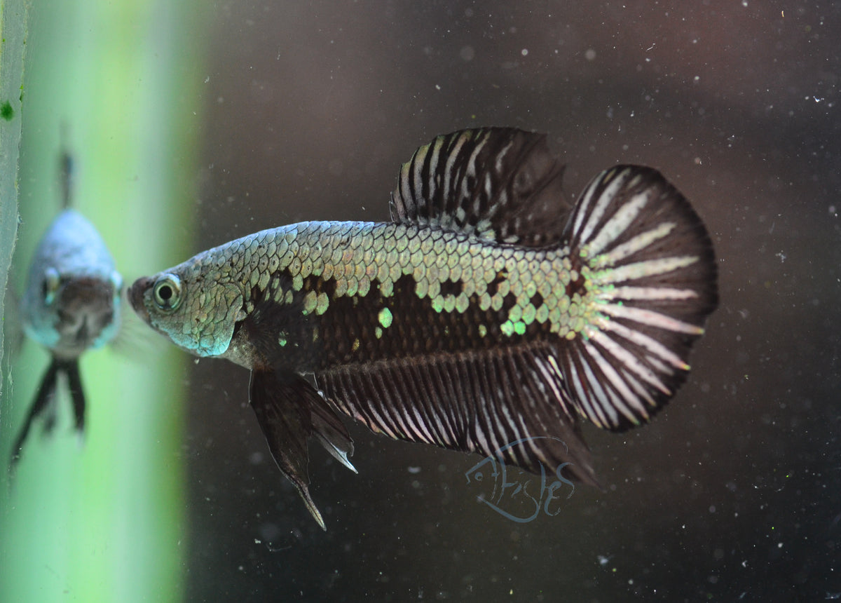 Black Samurai HMPK Male