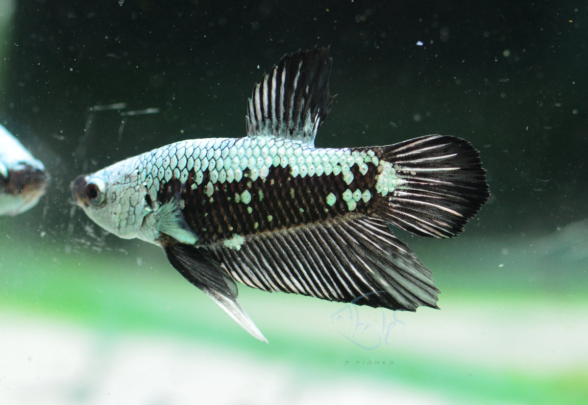 Black Samurai HMPK Male