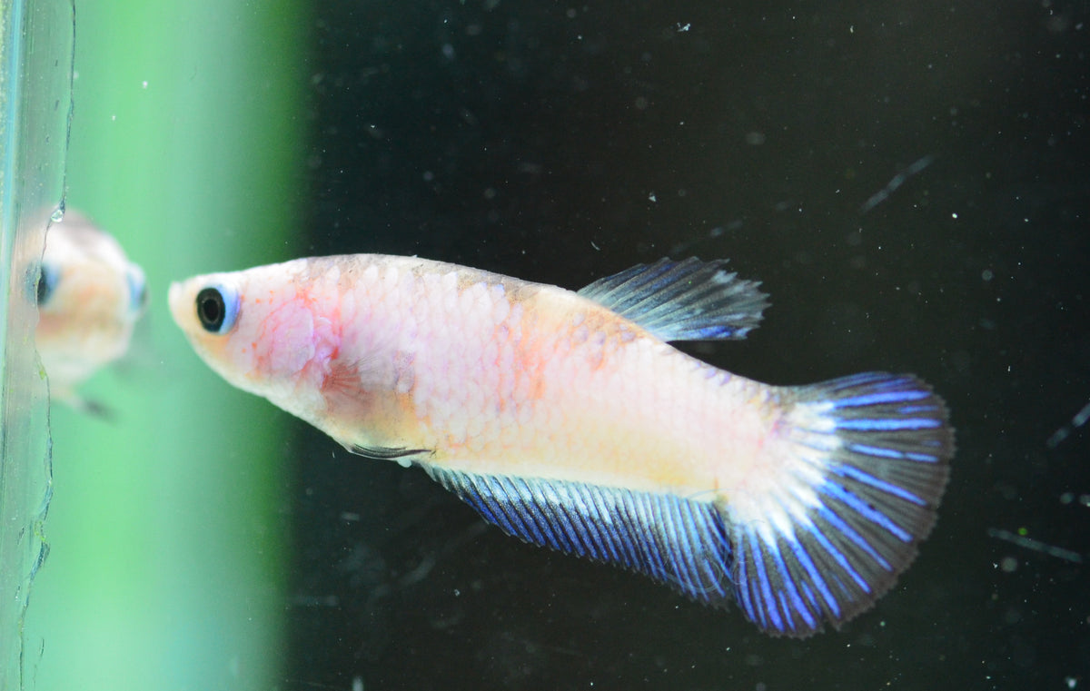 Blue Rim Plakat Female