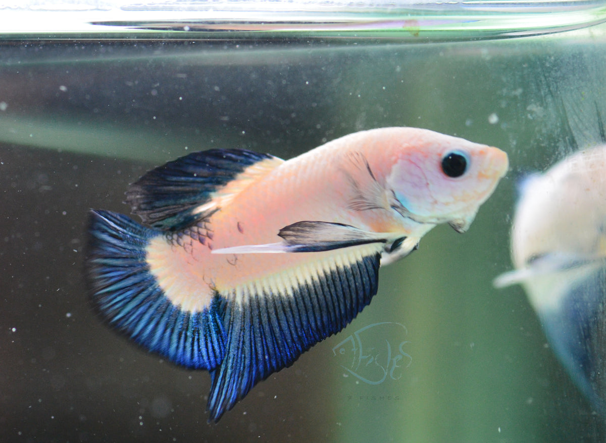 Blue Rim Plakat Male