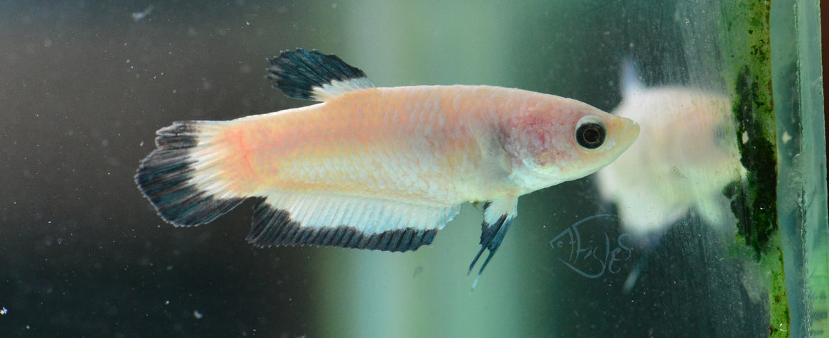 Blue Rim Plakat Female