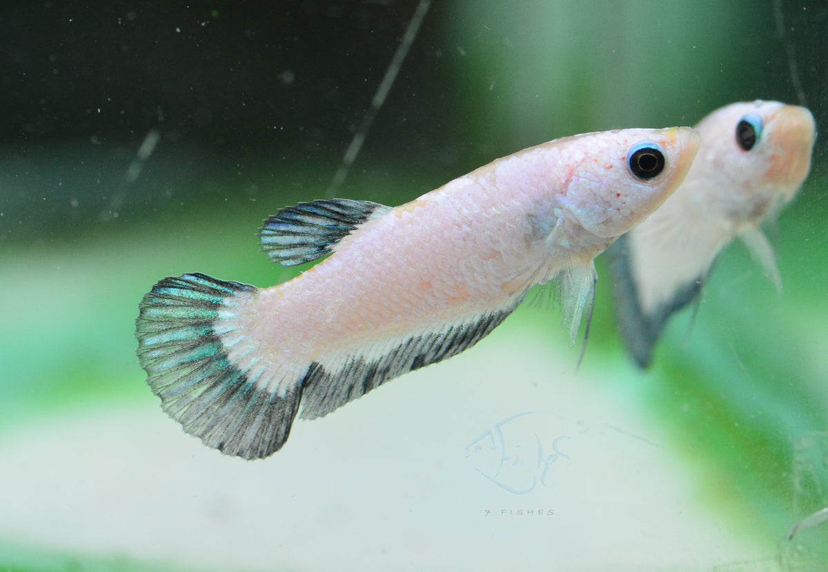 Blue Rim Plakat Female