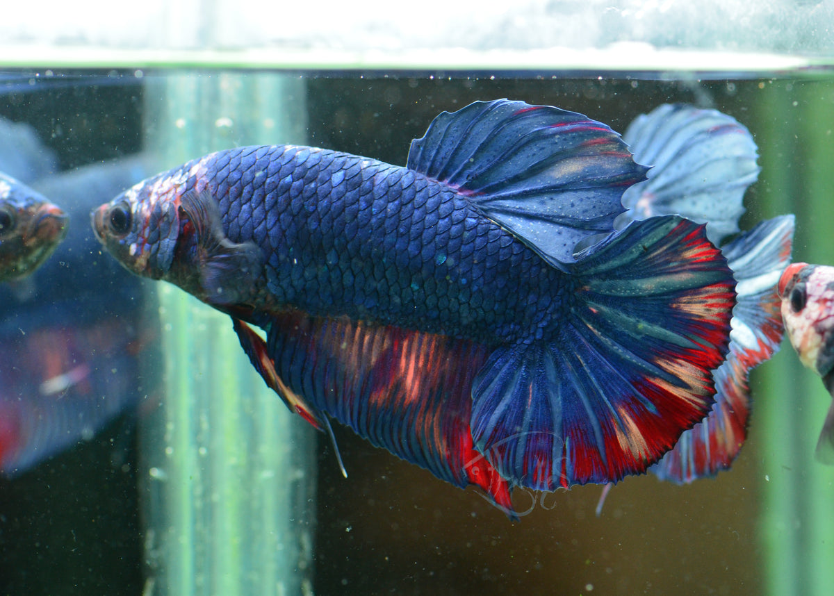Giant Blue Marble HMPK Male