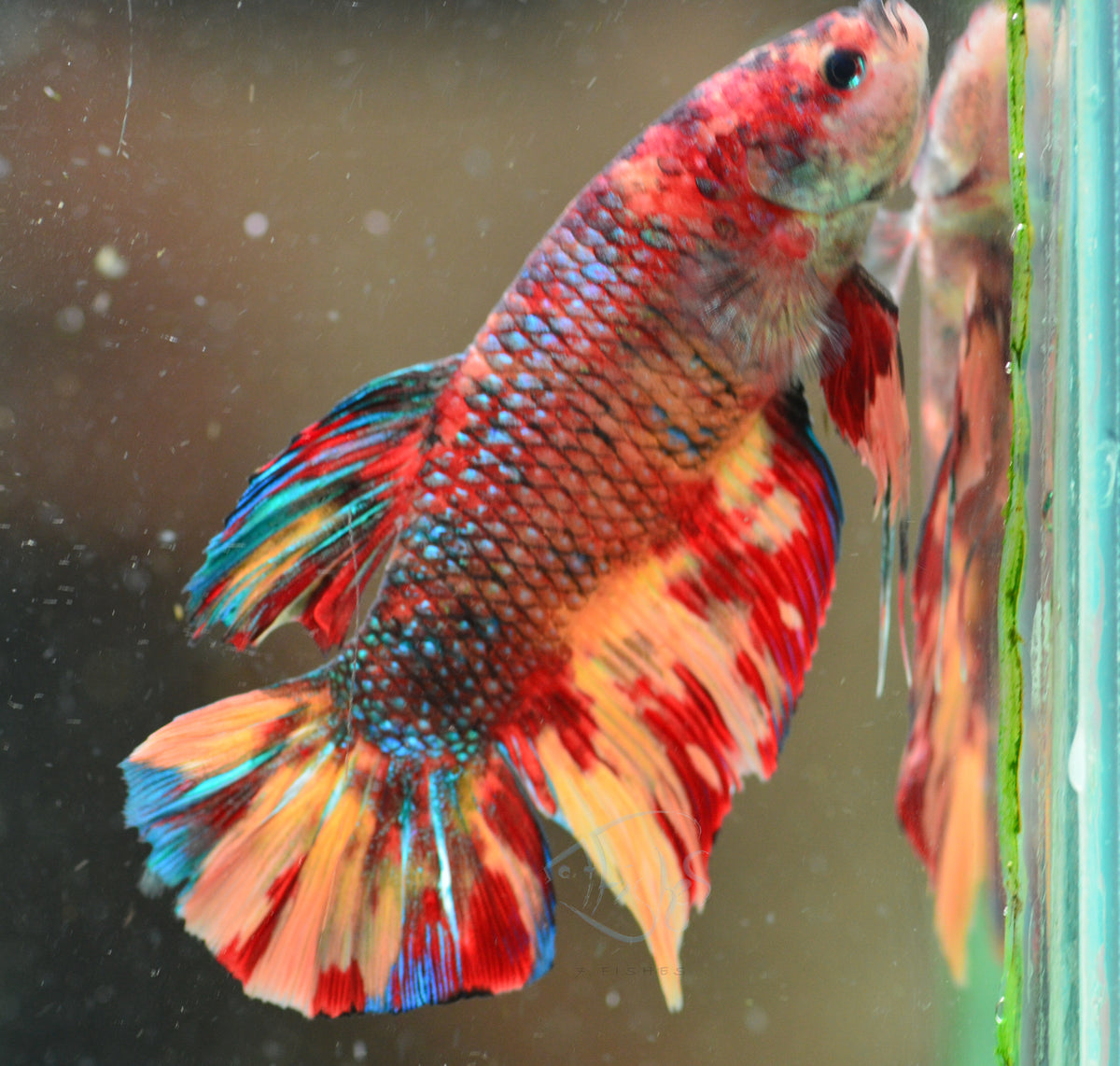 Giant Nemo HMPK Male