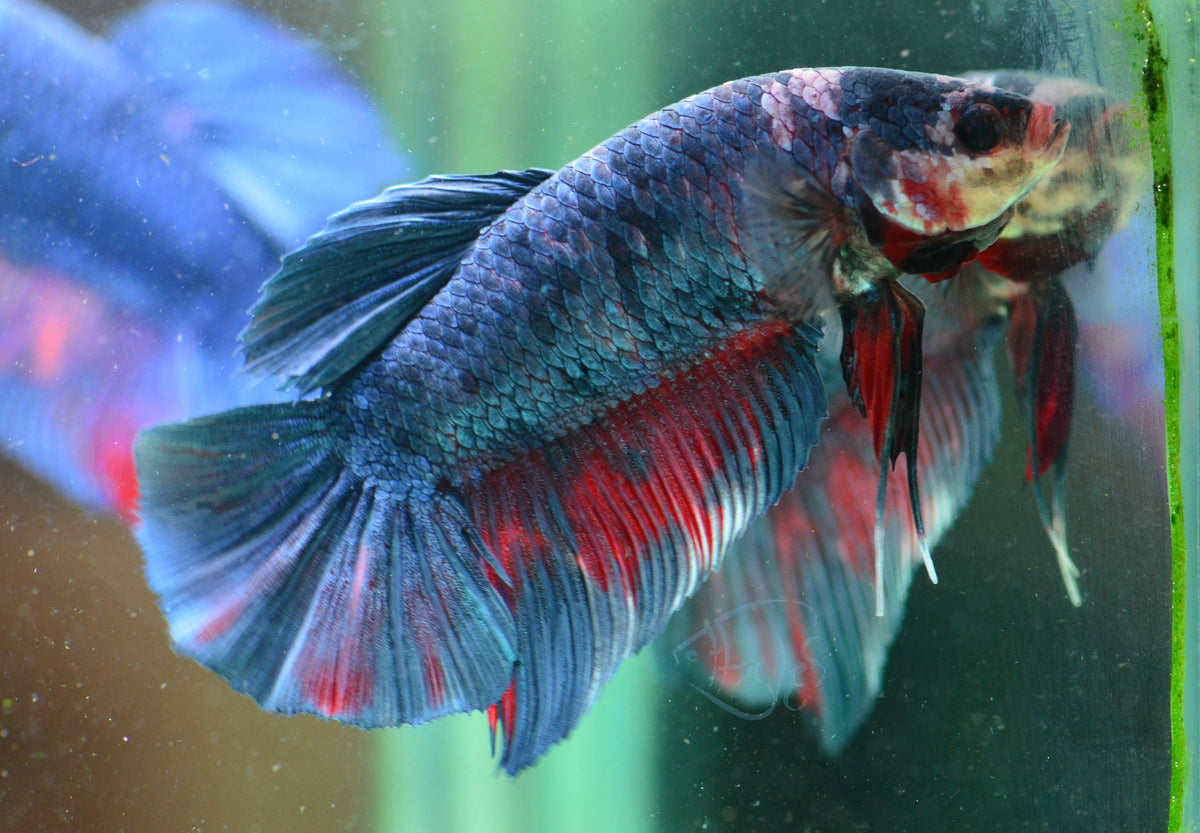 Giant Steel HMPK Male