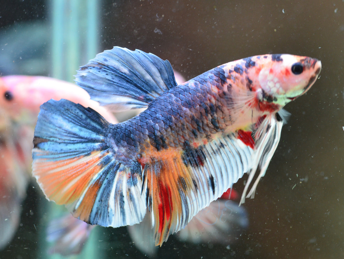 Giant Steel Marble HMPK Male