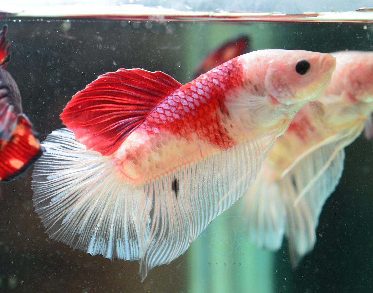 Giant Tancho HMPK Male