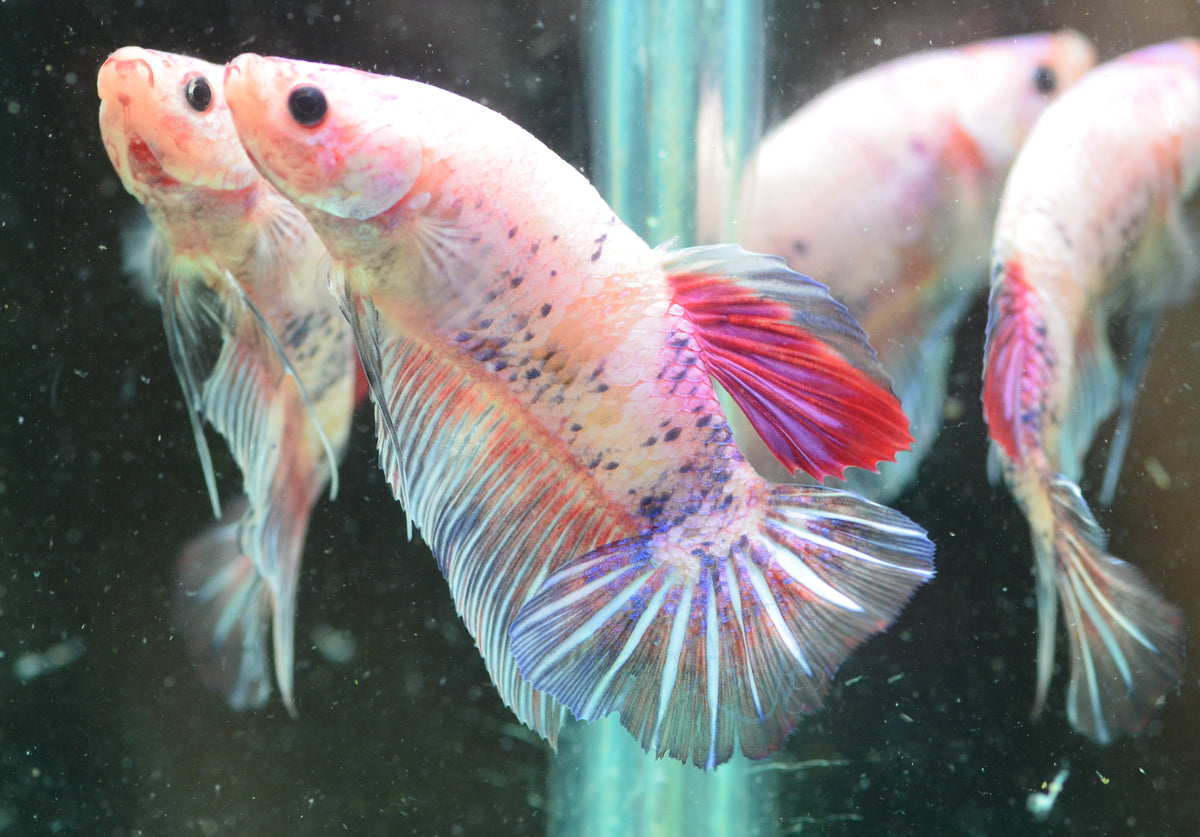 Giant Opal Purple HMPK Male