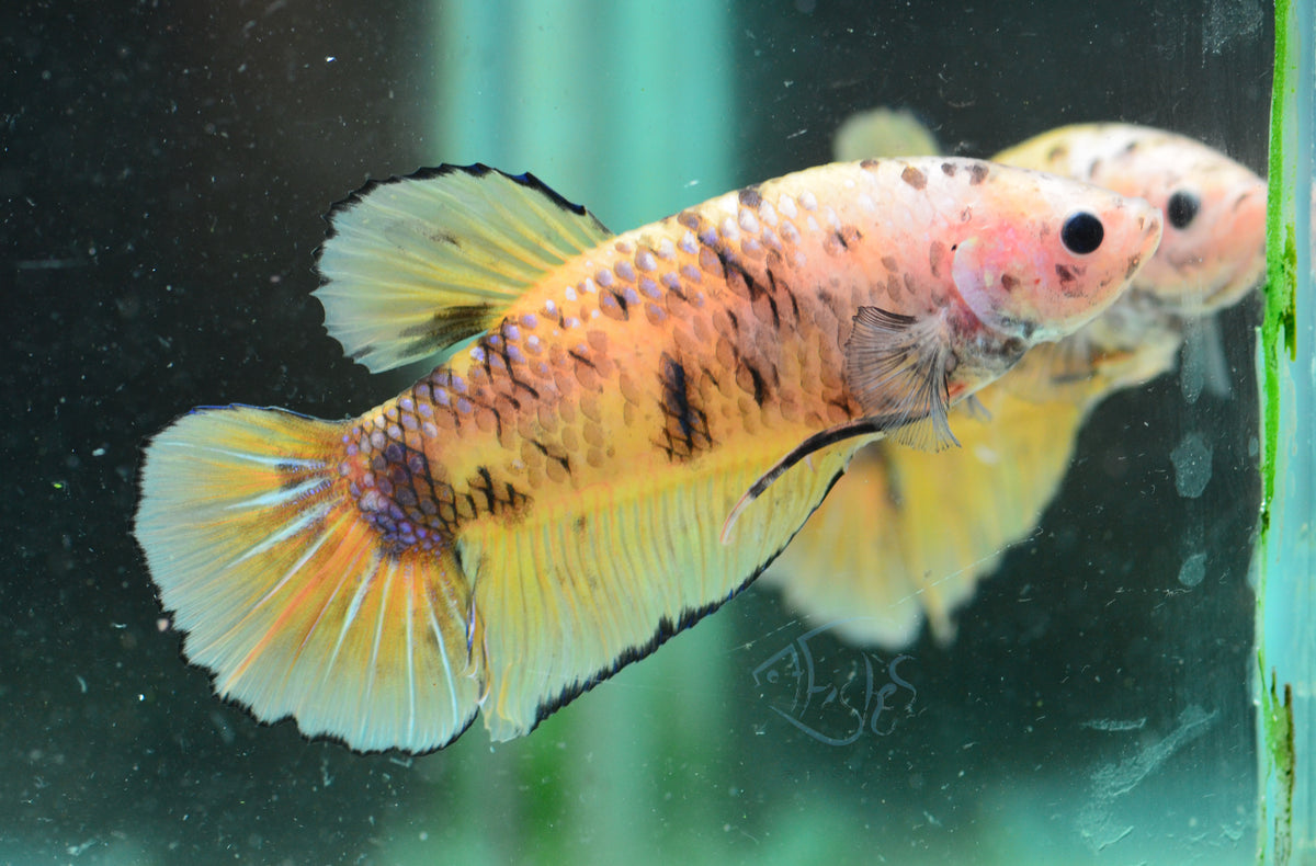 Giant Yellow Koi HMPK Male