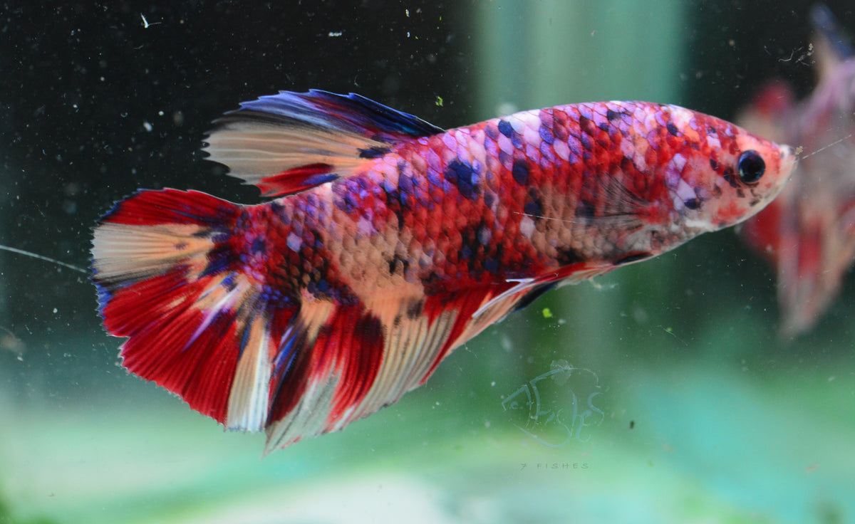 Giant Red Koi HMPK Male