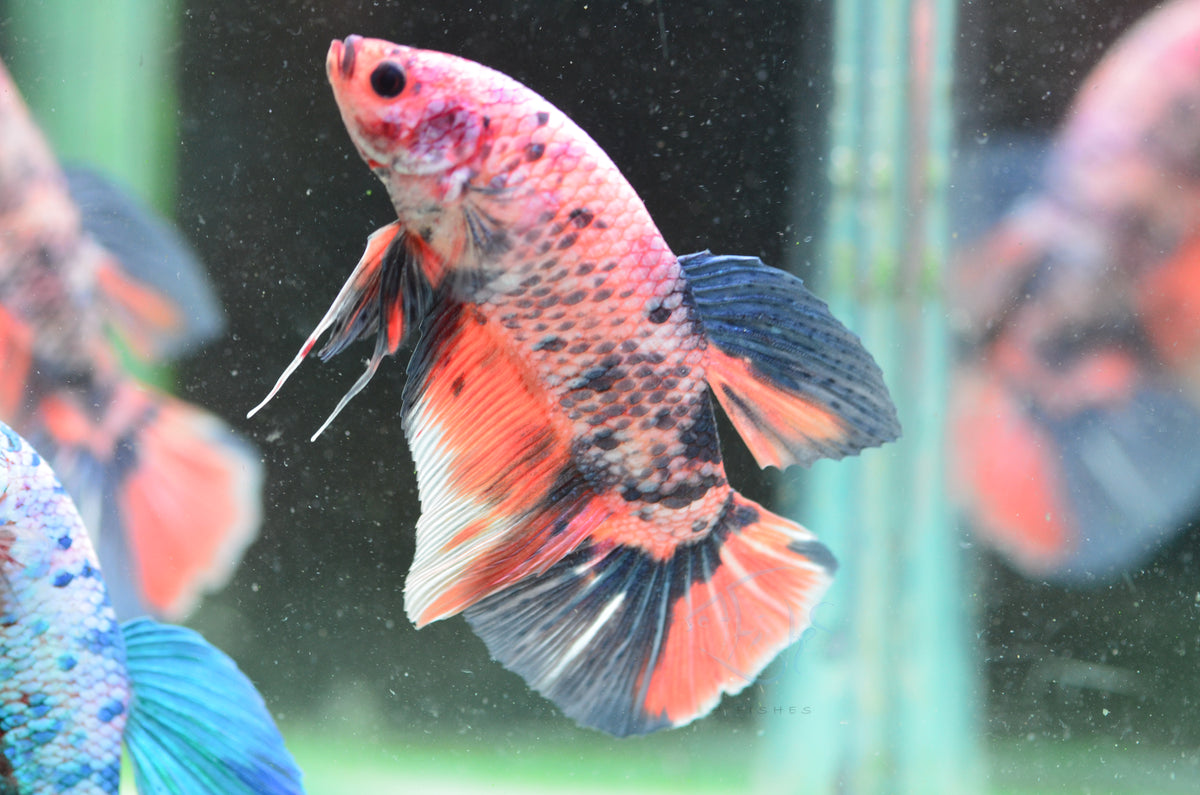 Giant Steel Orange HMPK Male