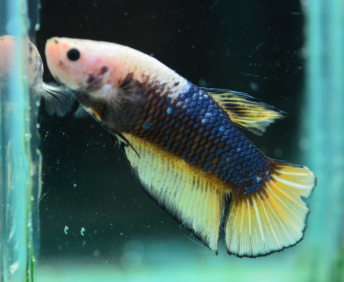 Giant Mustard Marble HMPK Male