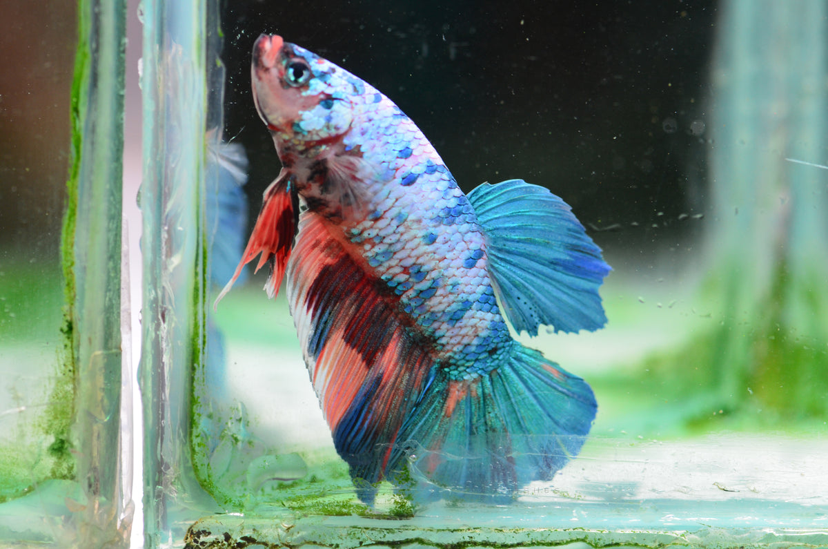 Giant Fancy Multicolour HMPK Male