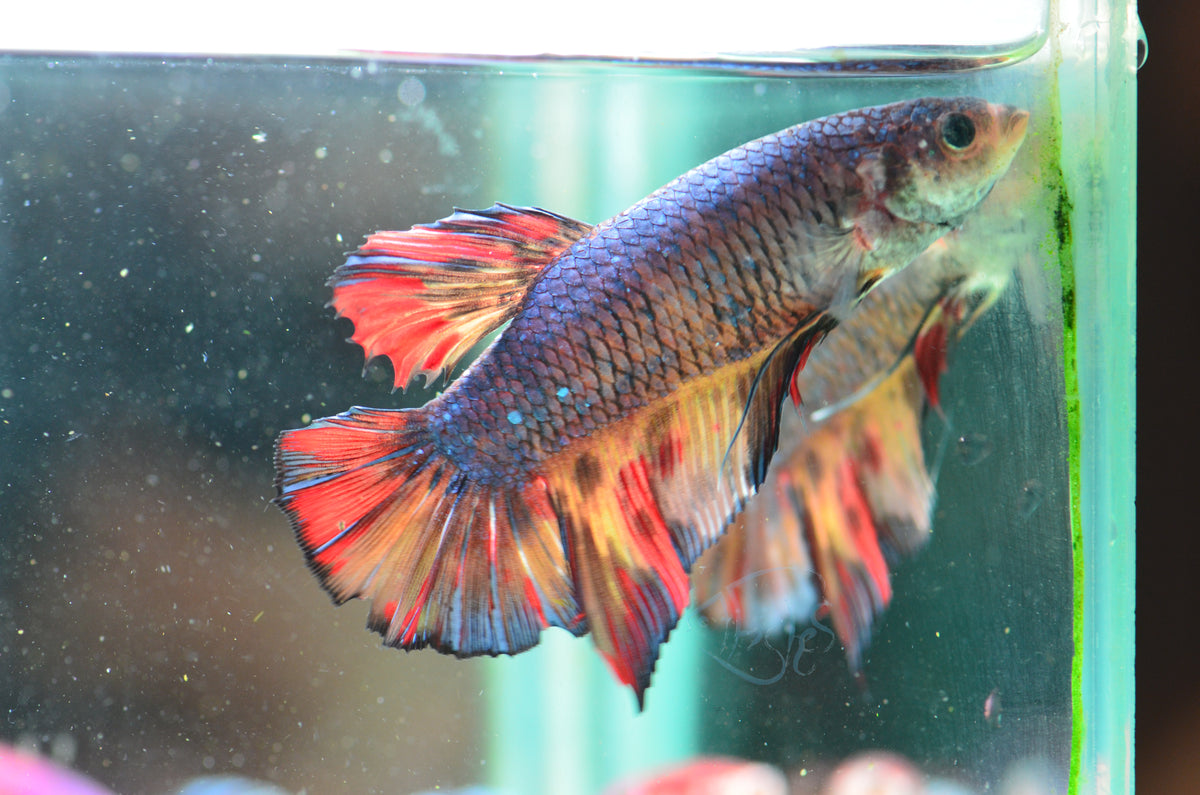 Giant Black Nemo HMPK Male