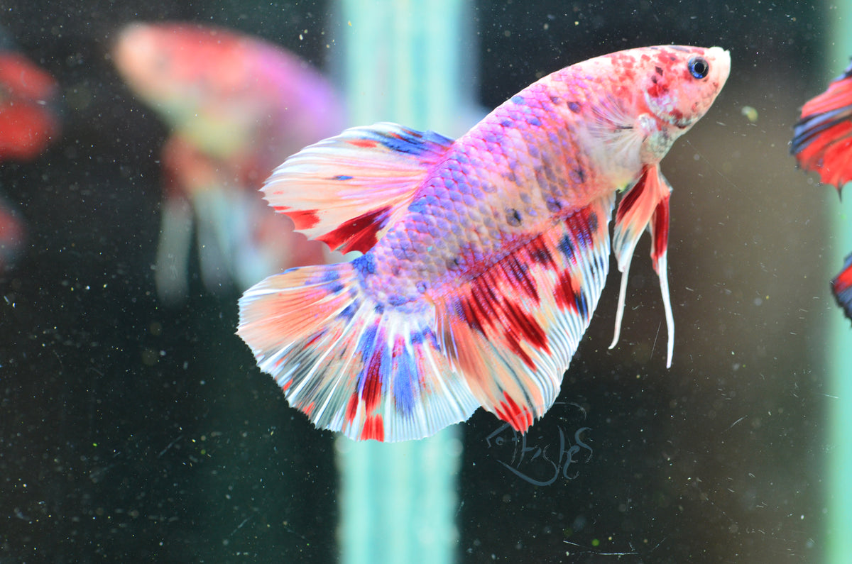 Giant Multicolour HMPK Male