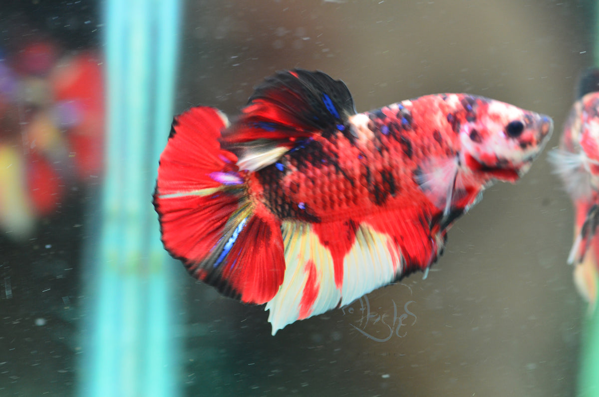Giant Nemo HMPK Male