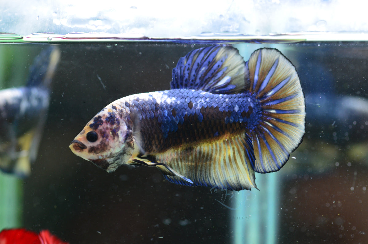 Giant Mustard Samurai HMPK Male