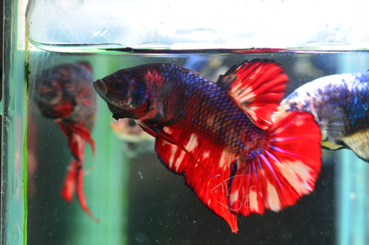 Giant Nemo Flame HMPK Male