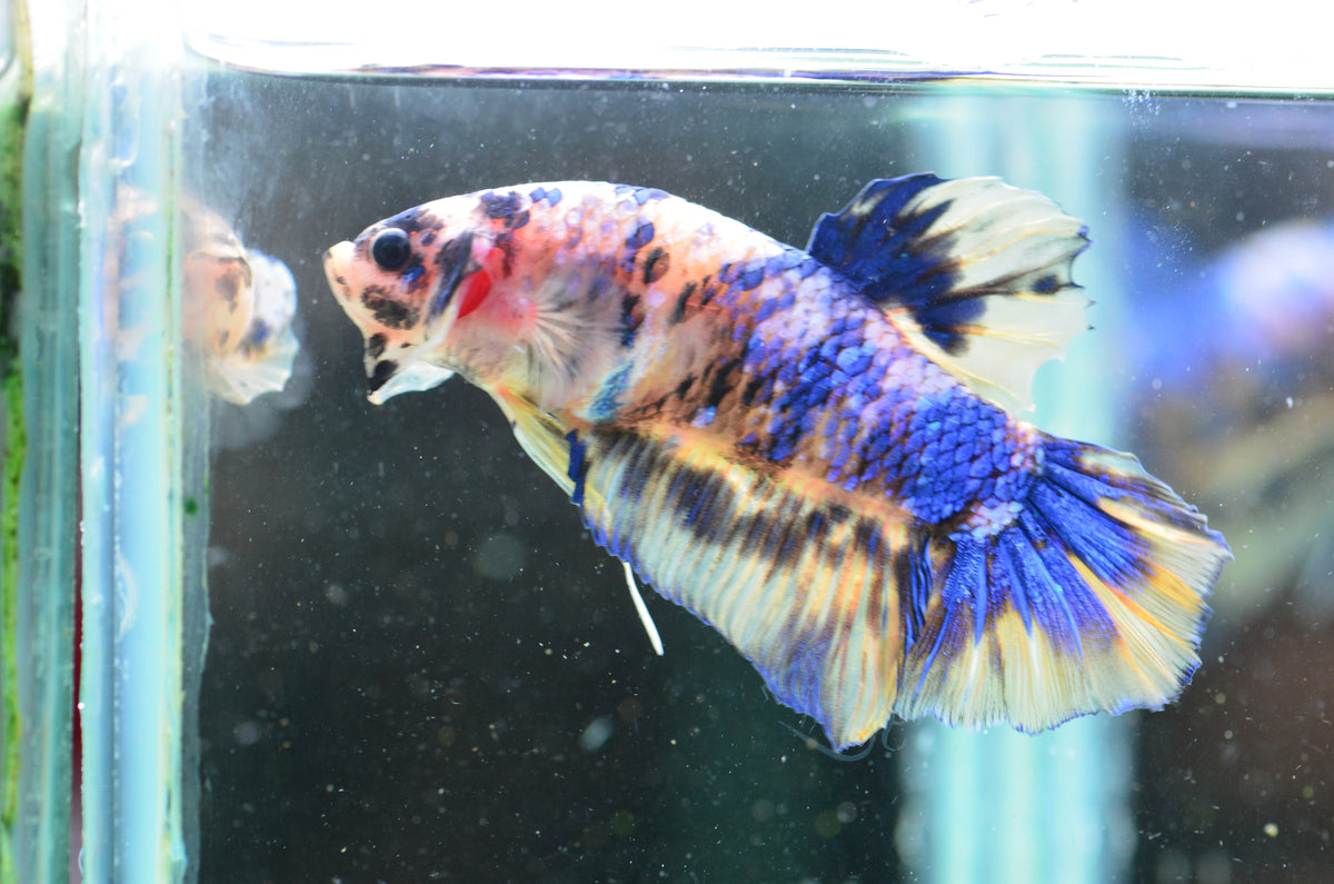 Giant Yellow Galaxy HMPK Male