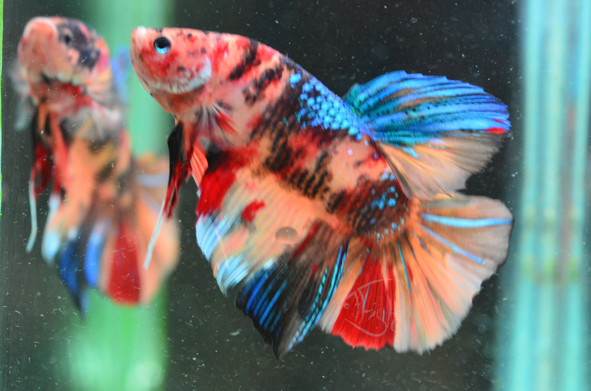 Giant Nemo HMPK Male