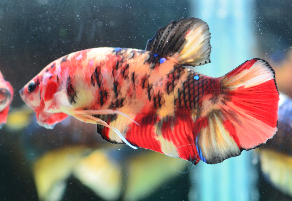 Giant Nemo HMPK Male