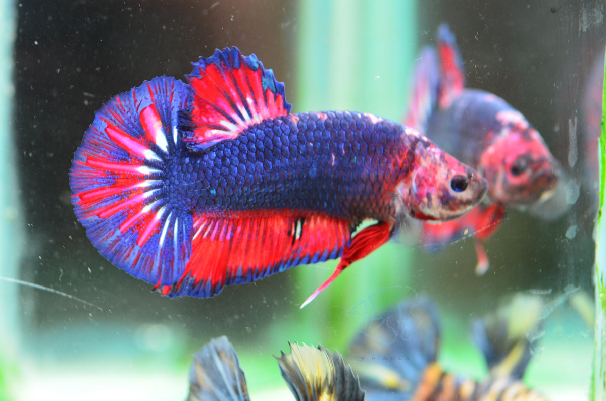 Giant Blue Purple Bicolour HMPK Male