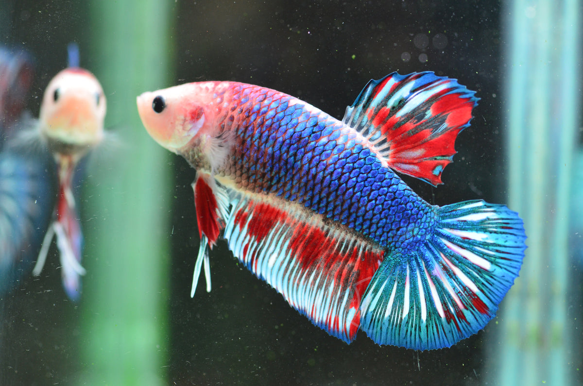Giant Bicolour Marble HMPK Male