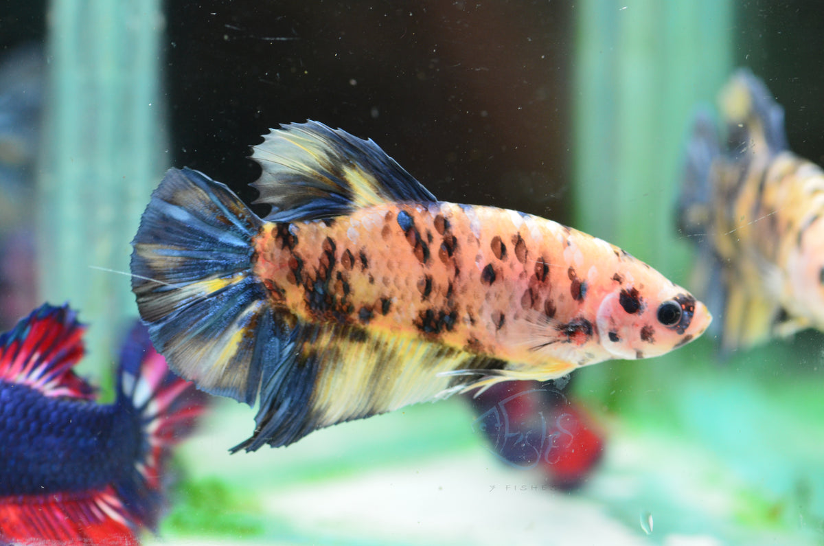 Giant Yellow Koi HMPK Male