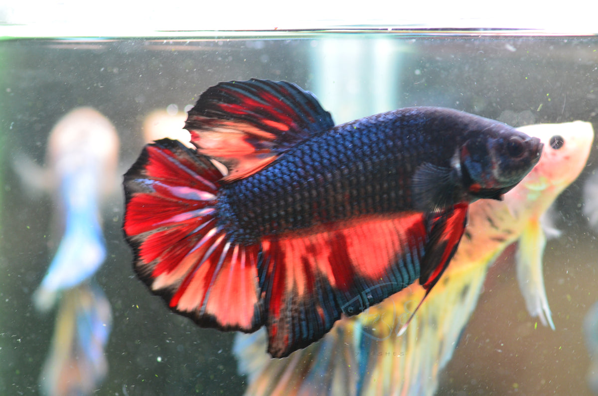 Giant Black Nemo HMPK Male