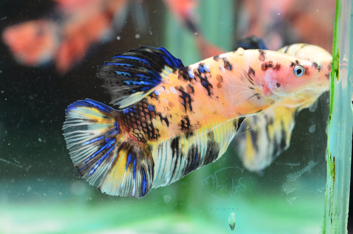 Giant Yellow Koi HMPK Male