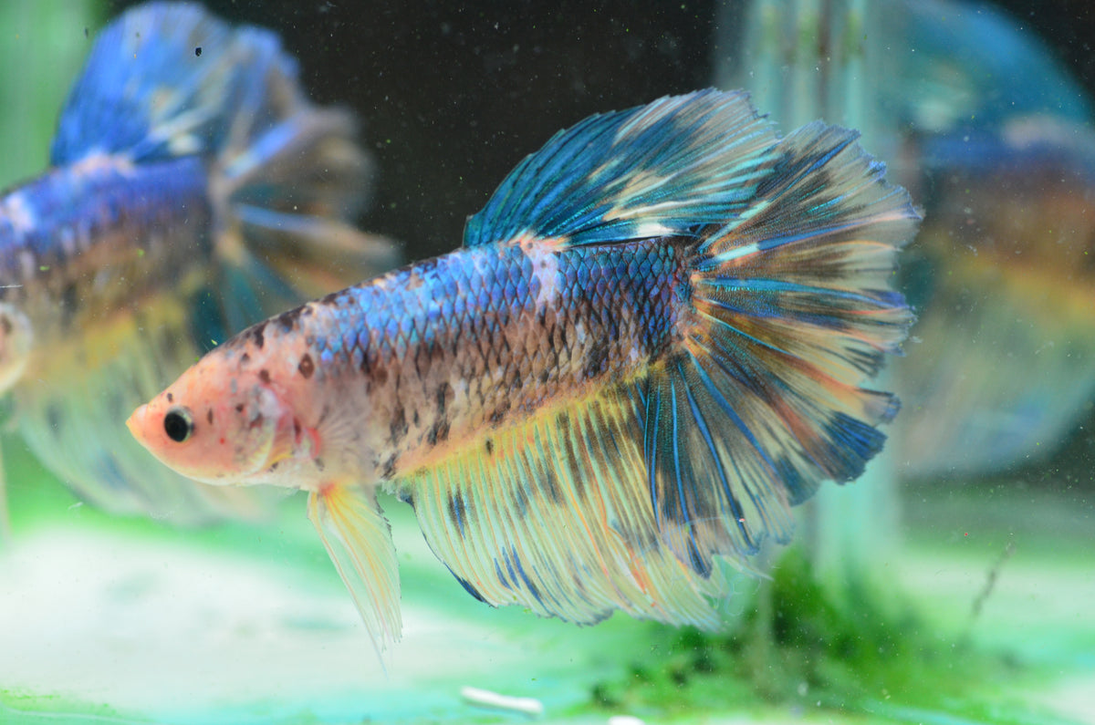Giant Yellow Koi HMPK Male