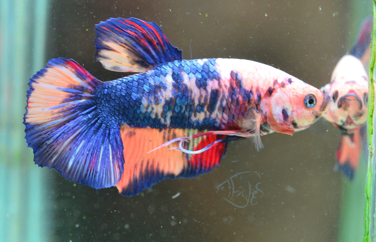 Giant Fancy HMPK Male