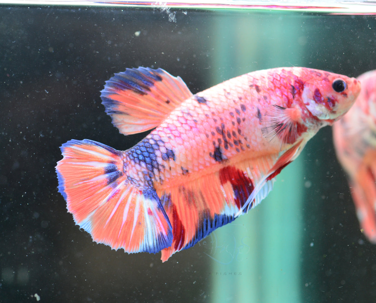 Giant Nemo Fancy HMPK Male