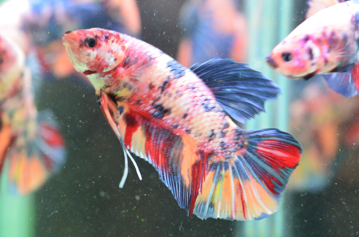 Giant Multicolour HMPK Male